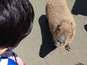 伊豆シャボテン動物公園 カピバラ